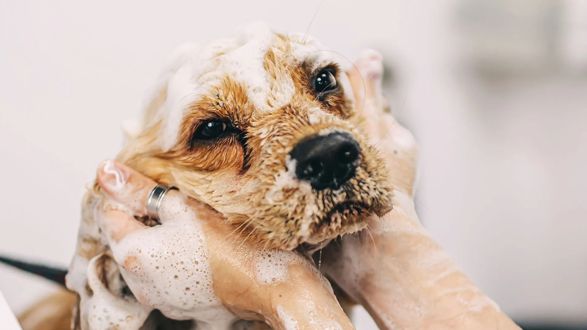 Cocker spaniel getting a sudsy shampoo massage during a professional dog bath