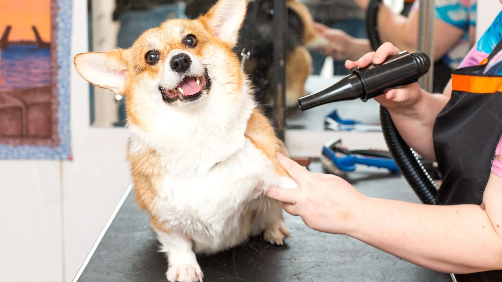 Corgi being blow-dried — professional drying is part of what real grooming prices pay for