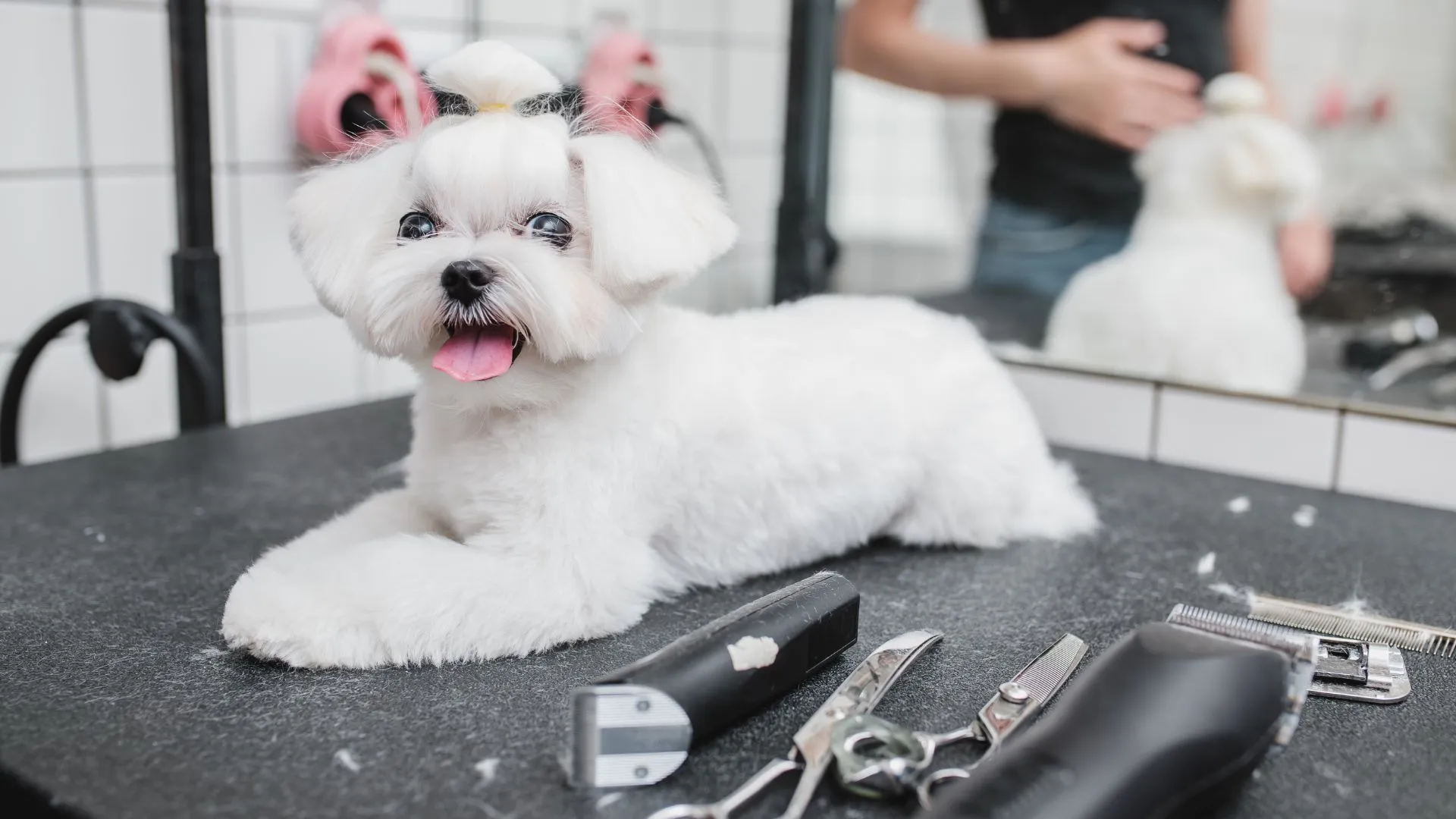 Maltese with a fluffy teddy bear cut lying next to grooming shears