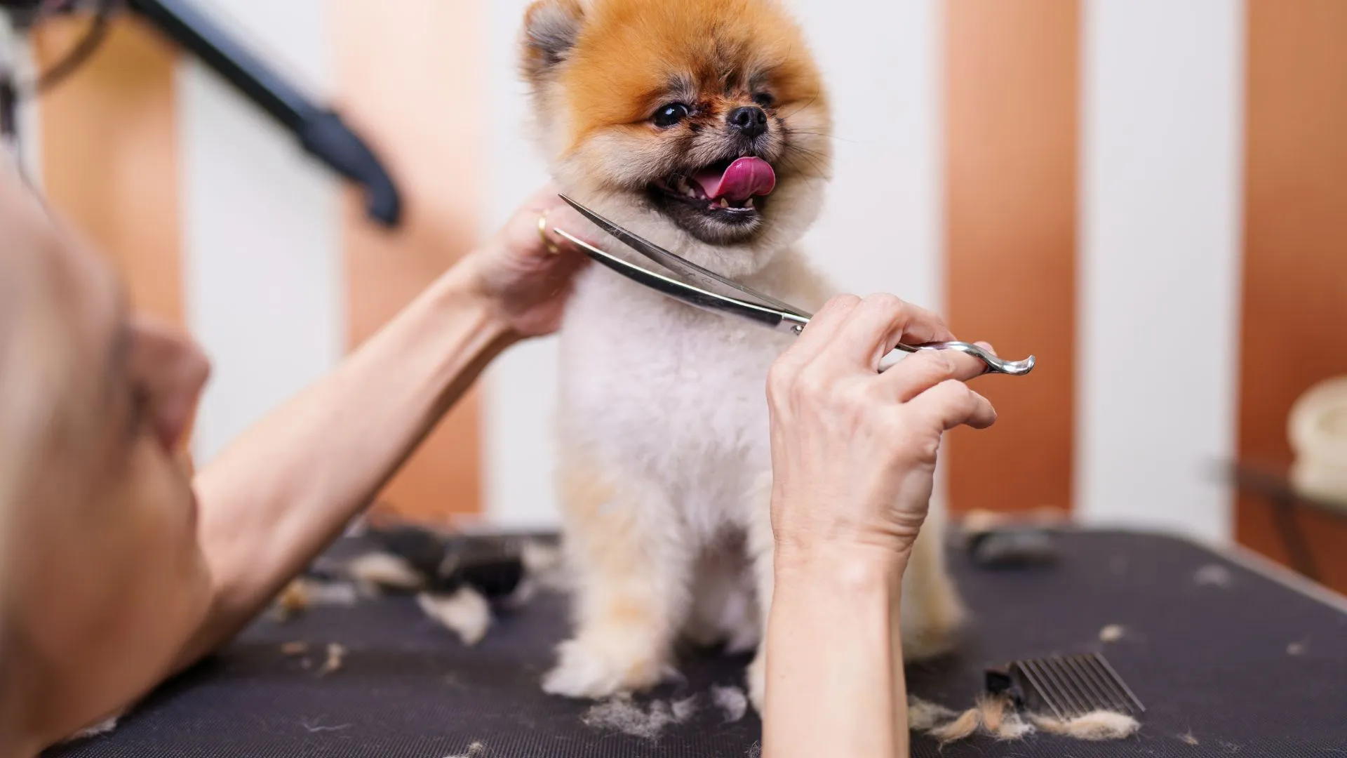 Pomeranian being scissored during a full-service dog grooming appointment
