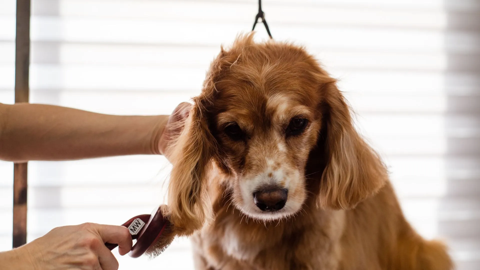 Cocker spaniel being brushed — drop coats need professional grooming every four to six weeks