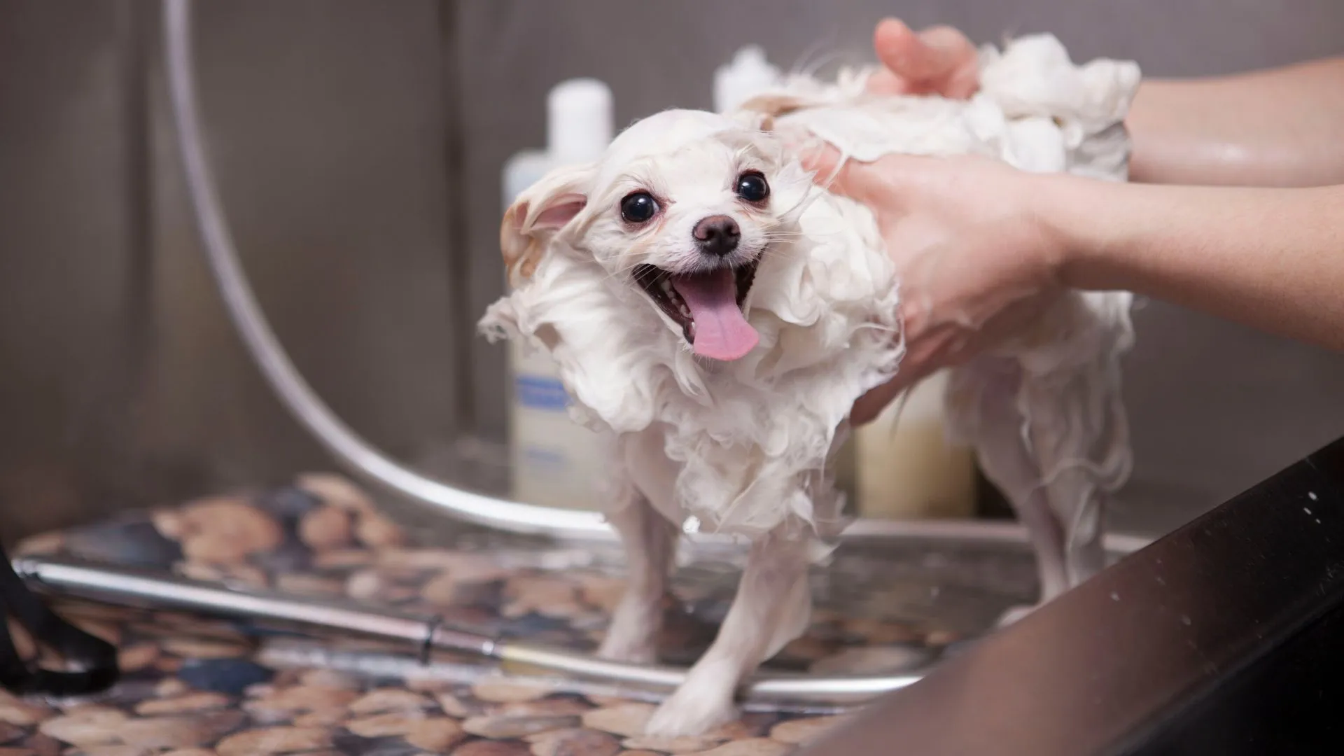 Small white dog smiling mid-bath in the grooming tub