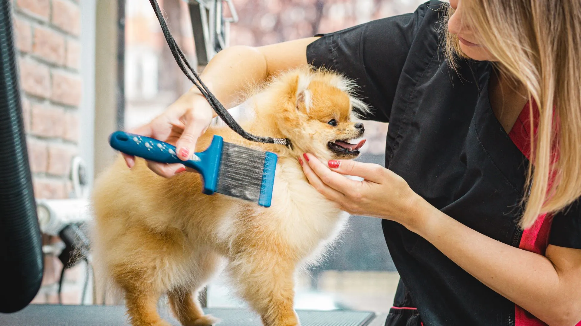 Pomeranian being combed by a mobile groomer at a client's home