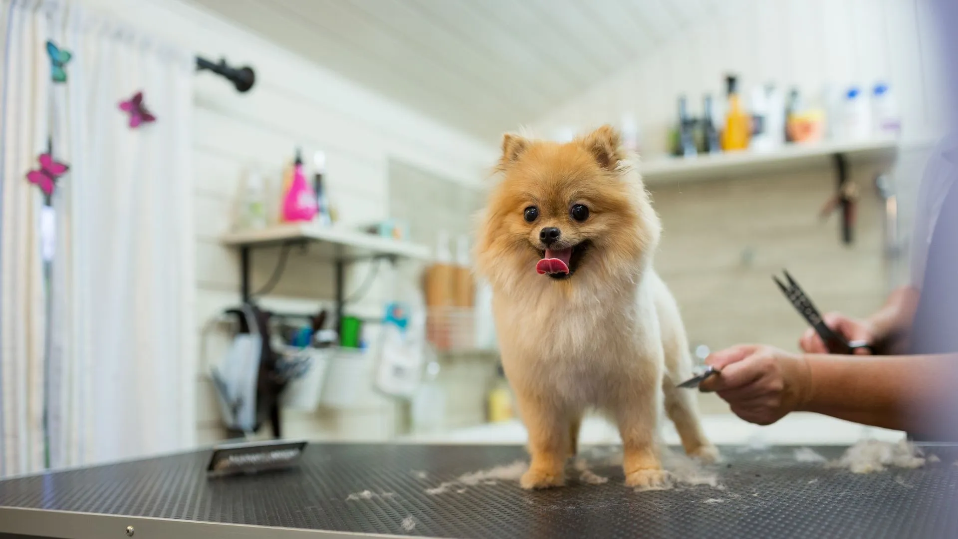 Fluffy pomeranian standing on a grooming table during a trim