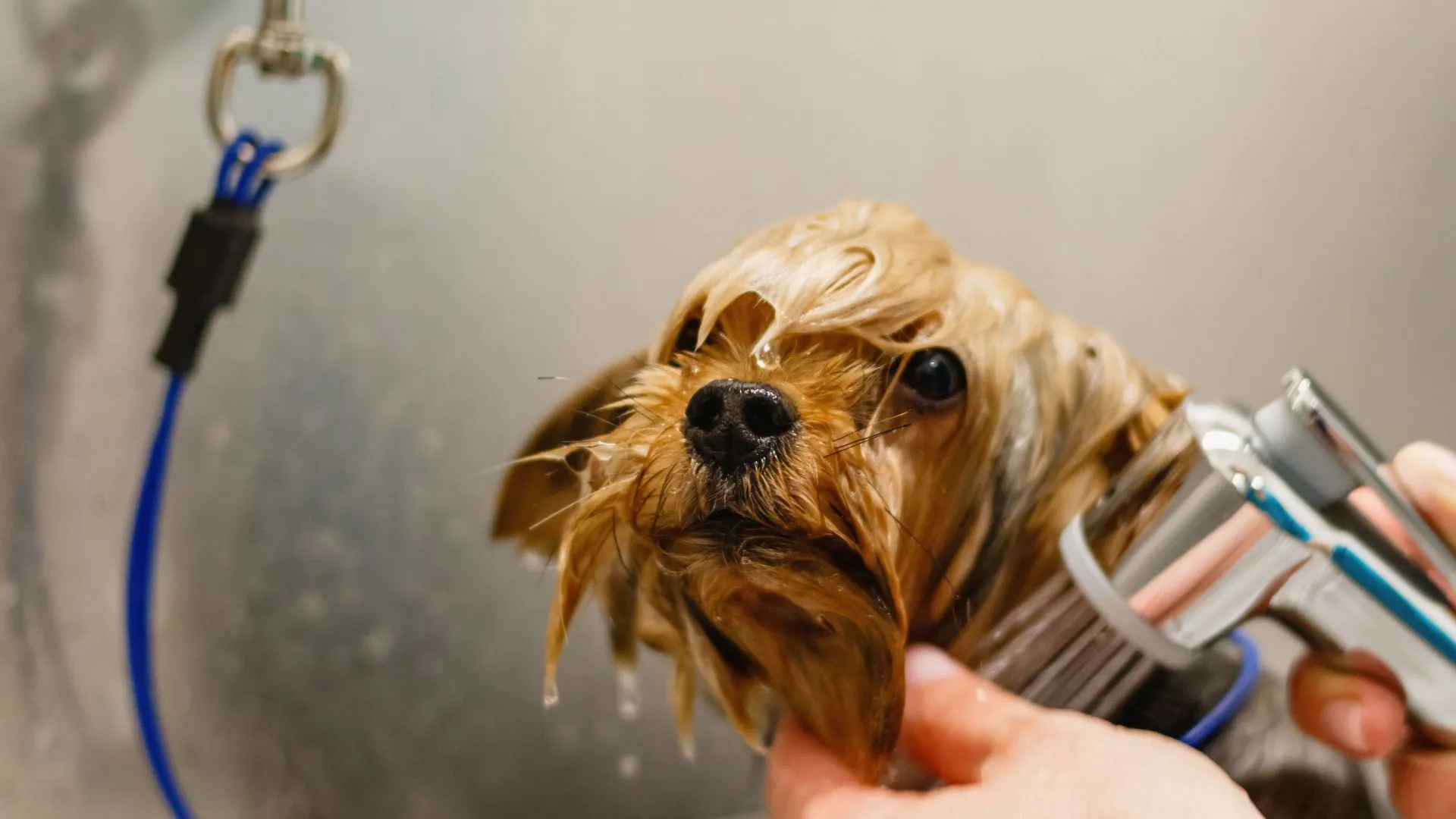 Yorkie puppy getting a warm, calm rinse in the grooming tub