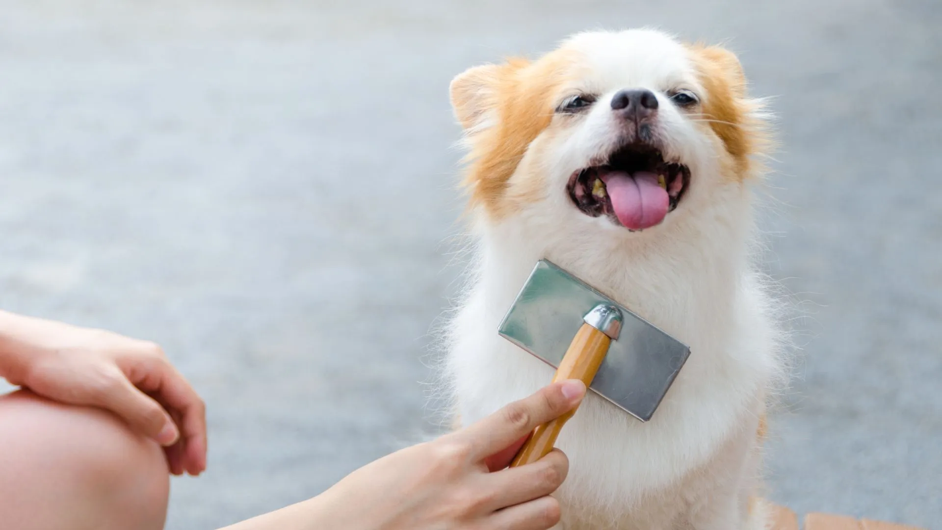 Small dog being brushed outdoors during a house-call grooming visit