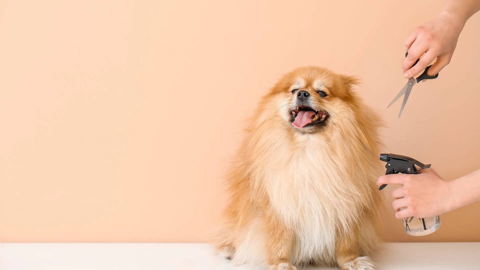 Fluffy pomeranian getting a summer trim — shorter, never shaved