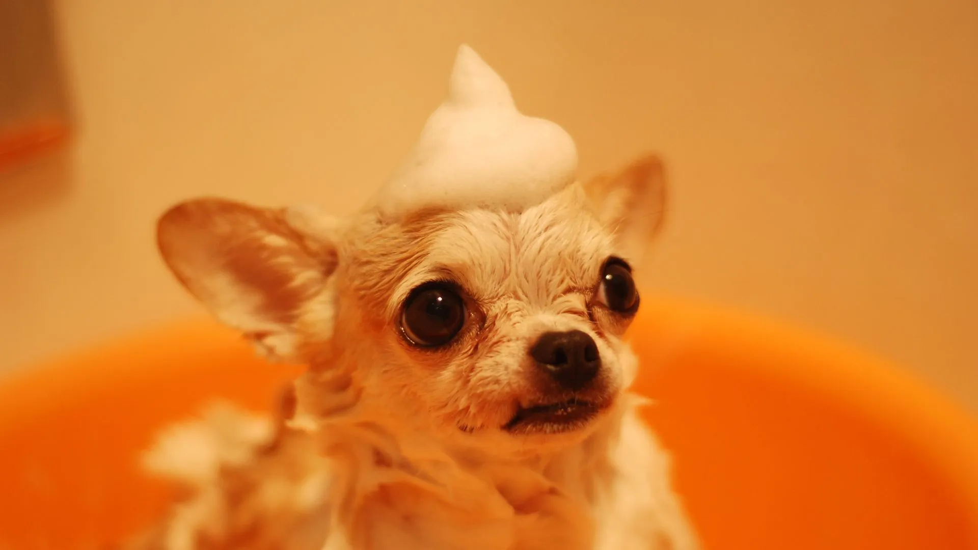 Chihuahua puppy with a dollop of shampoo foam on its head during a gentle first bath