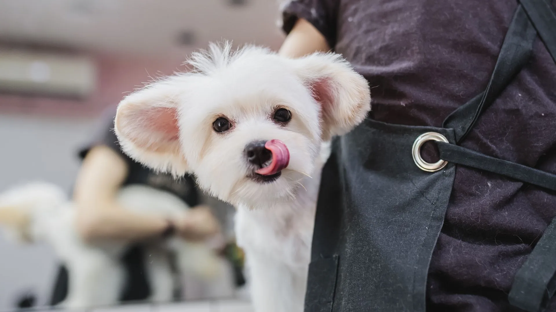Small white dog licking its nose during a grooming appointment in Phoenix