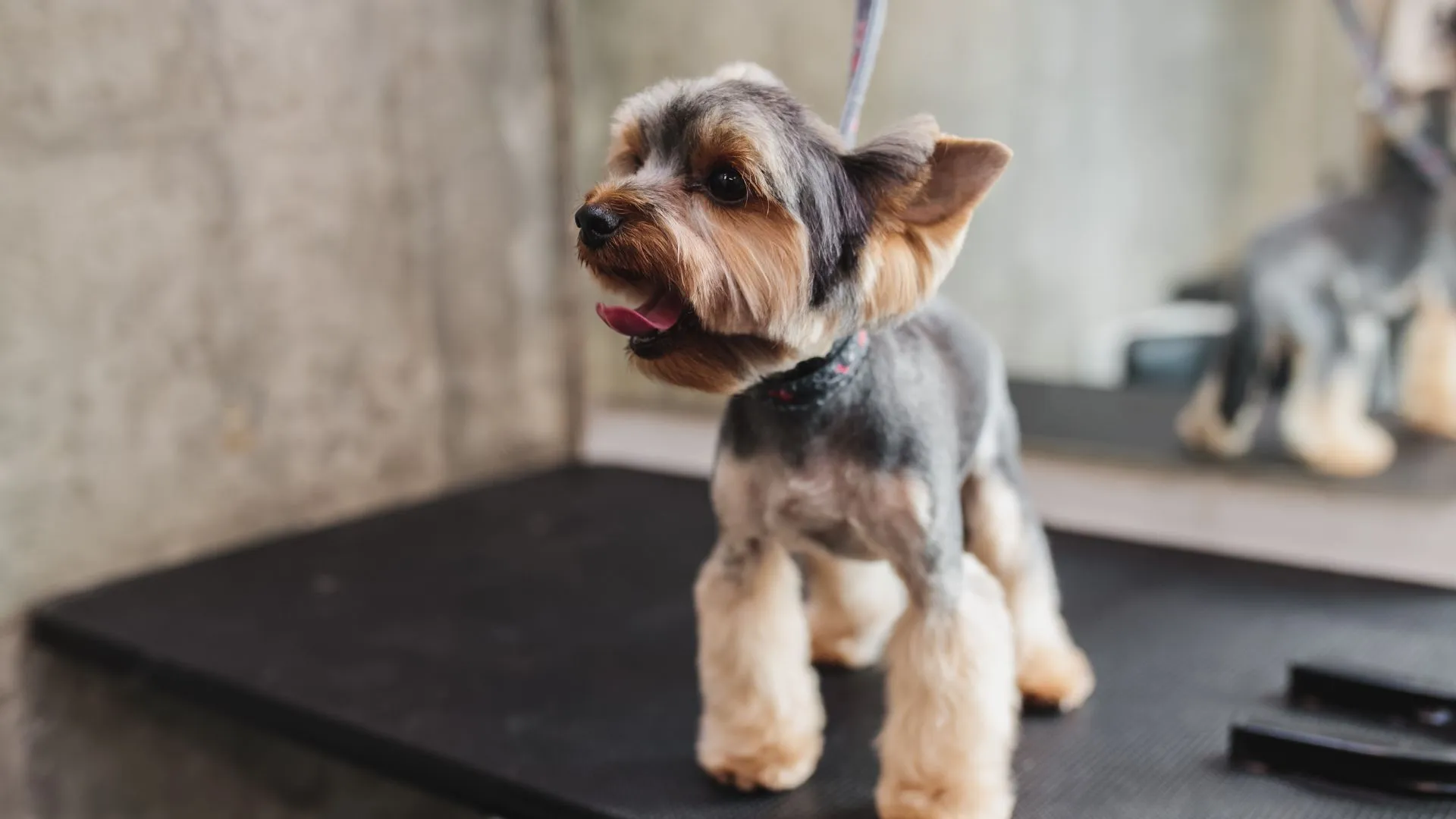 Yorkshire terrier with a neat breed-standard haircut standing on a grooming table