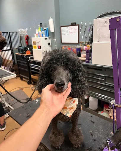Black standard poodle with a fresh face trim by our AKC-certified poodle groomer