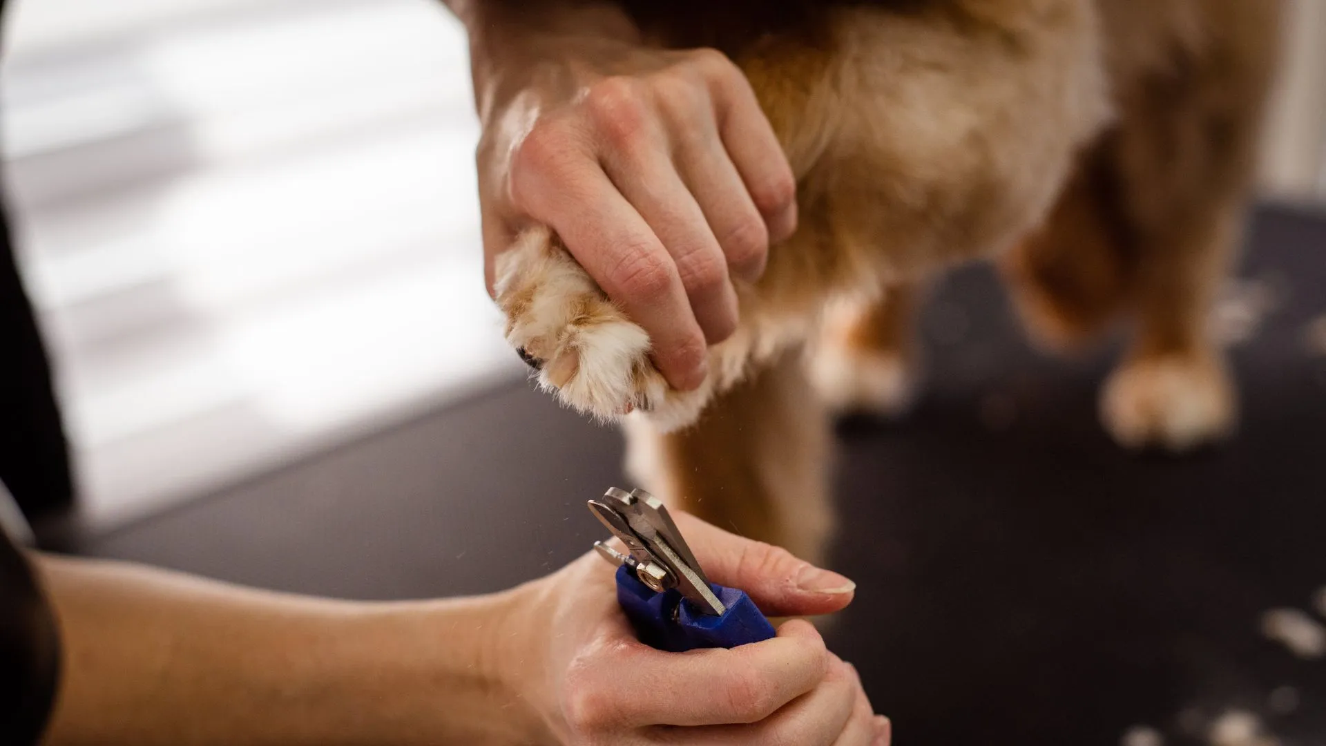 Close-up of a gentle dog nail trim with the paw held softly
