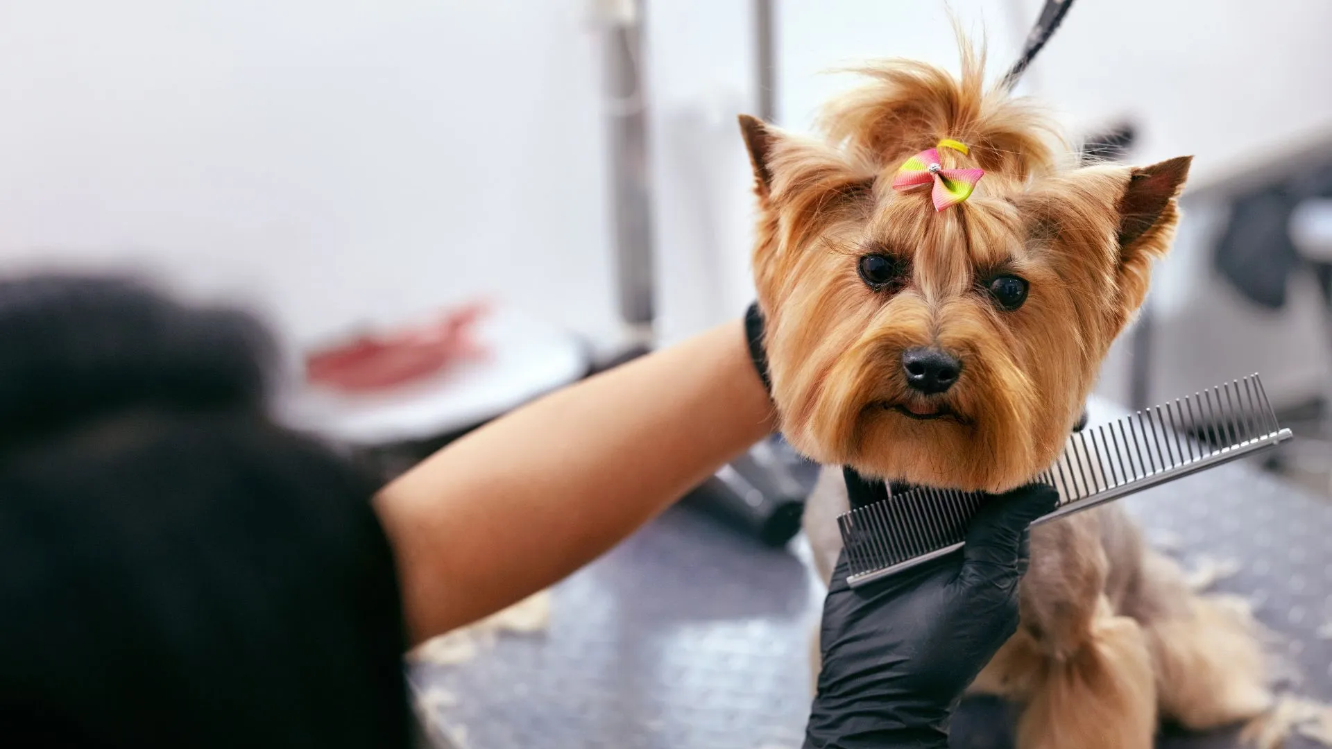 Yorkie mid-groom with a topknot bow — small drop-coat breeds thrive on a regular schedule