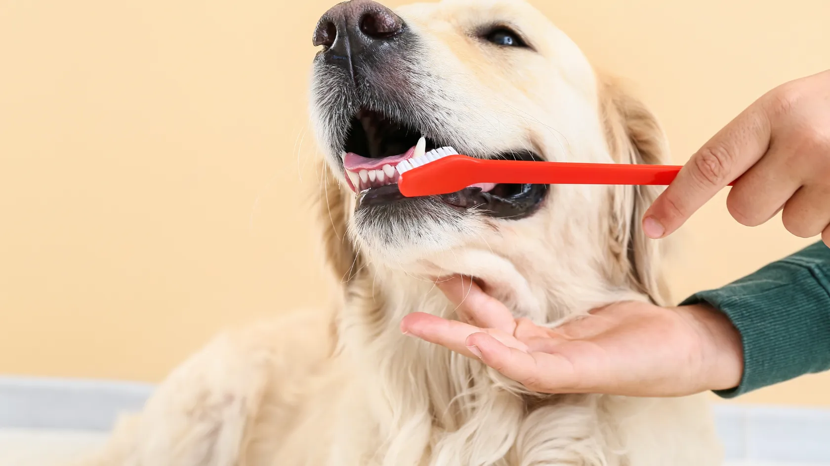 Golden retriever having its teeth brushed with a red toothbrush and dog-safe toothpaste
