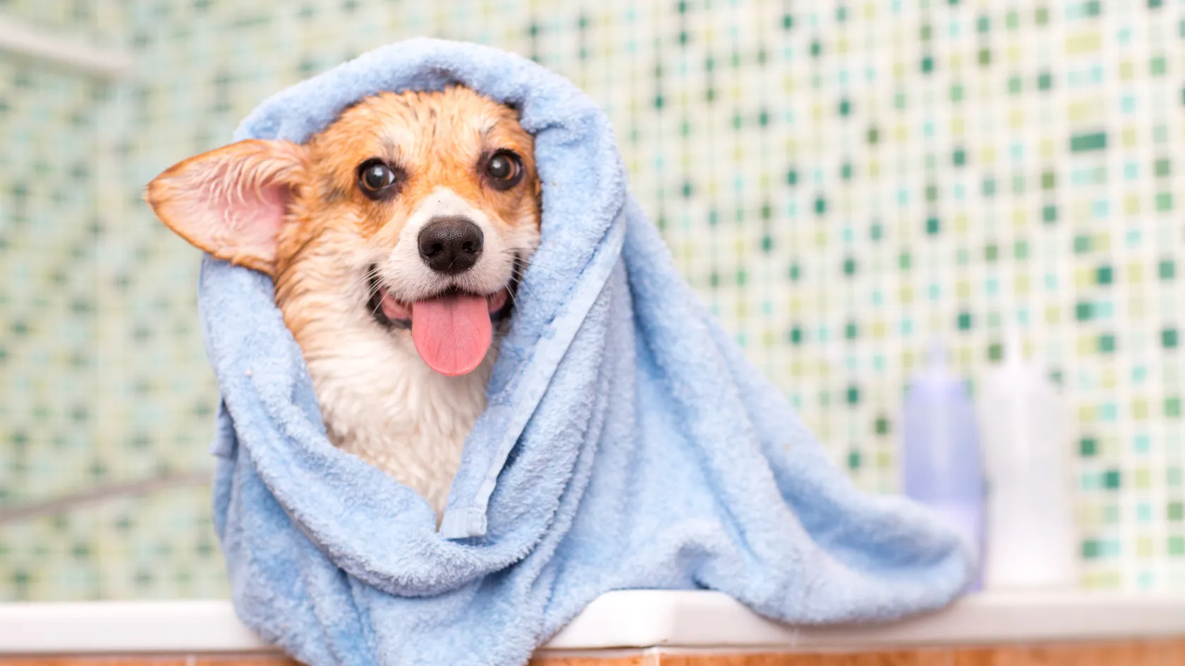 Happy corgi wrapped in a blue towel after a bath at our Phoenix dog grooming salon