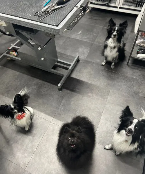 Happy pack of small dogs at the Arizona Pawfection grooming salon in North Phoenix