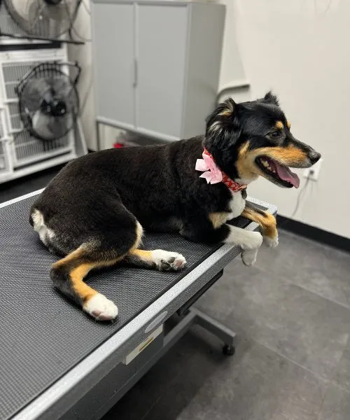 Australian shepherd relaxing after a full-service groom in Phoenix, AZ
