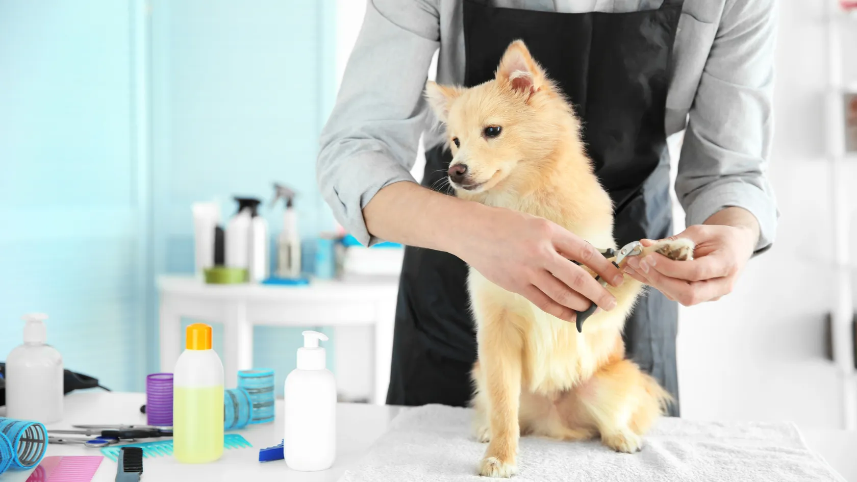 Calm pomeranian having its nails clipped at a Phoenix dog grooming salon