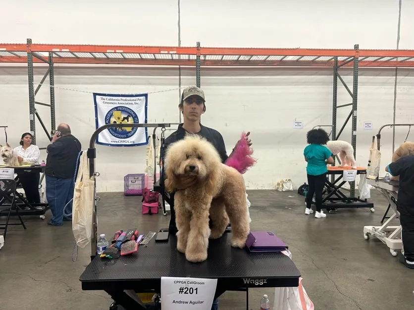 Groomer Andrew of Arizona Pawfection with a doodle at a professional grooming competition