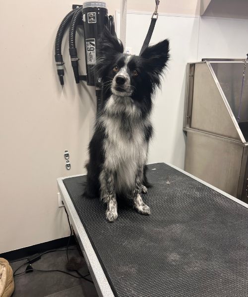 A black and white dog sitting on top of a table