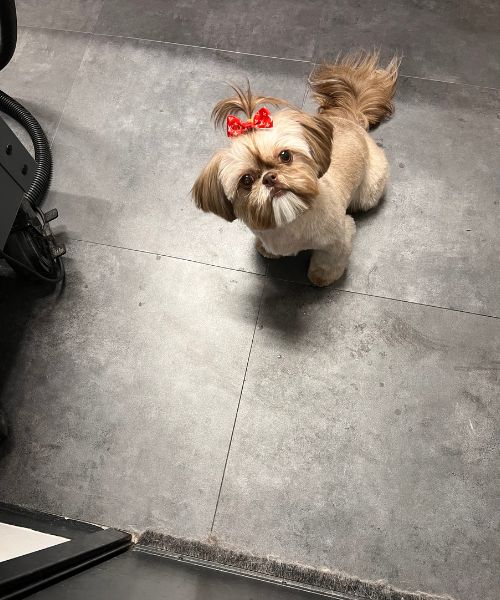 A small dog with a red bow on its head