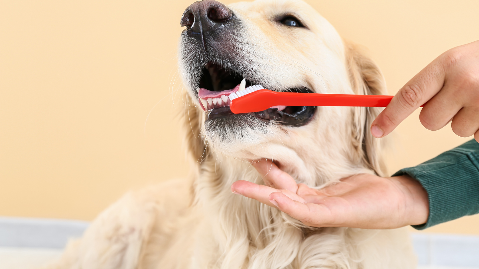 A person brushing a dog's teeth with a red toothbrush