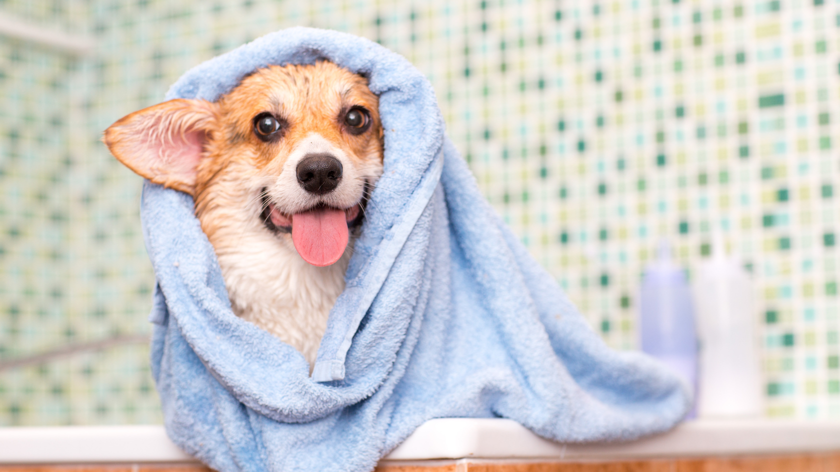 A dog wrapped in a blue towel in a bathtub