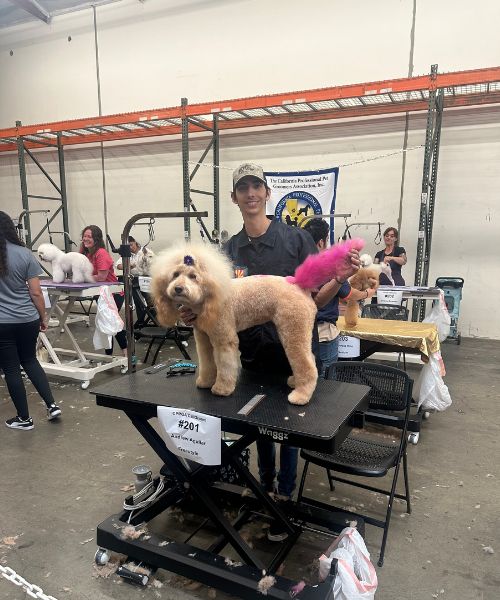 A poodle on a chair being groomed at a dog grooming salon