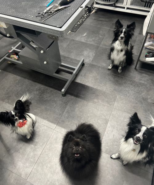 A group of black and white dogs sitting on the floor