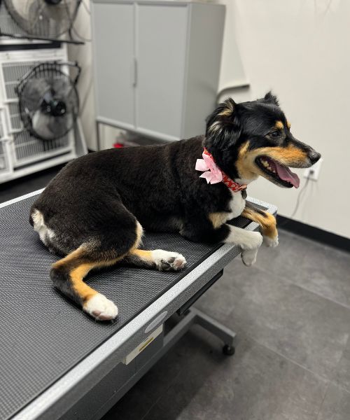 A black and brown dog laying on top of a table