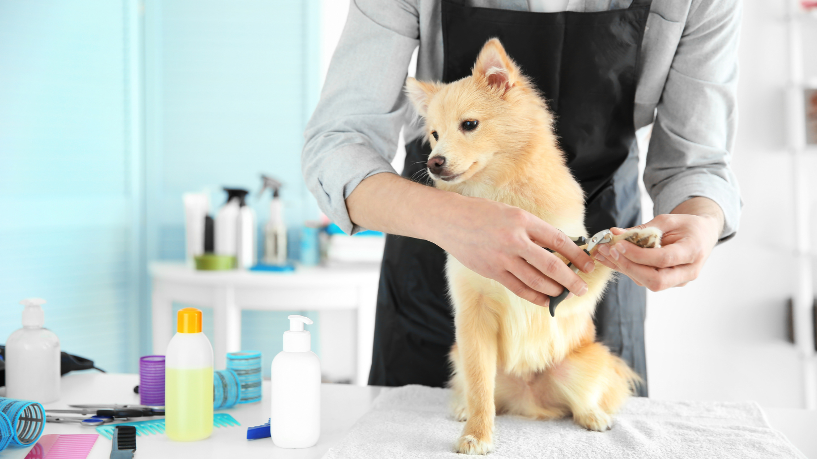 A person grooming a small dog in a salon